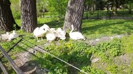 Great White/Rosy Pelicans males & female behaviour display