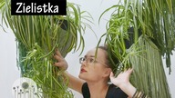 Zielistka! Uprawa, pielęgnacja, rozmnażanie.  Dlaczego liście zielistki schną i mają brązowe końcówki
