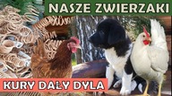  Kury dały dyla.  Zimowe zbiory w ogrodzie.