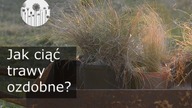 Jak przycinać trawy ozdobne? Jak ciąć miskanta, rozplenicę, kostrzewę siną, turzyce po zimie?