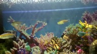 The Best 4K Freshwater AQUARIUM, marine, team of social fish-tank restart + filtration