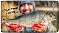Okonie na spinning w grudniu // jig rig // 2024