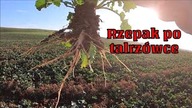 Płytka vs głęboka uprawa pod rzepak/ Przegląd pól przed zimą/ Kula
