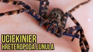 Kolejny kokon GRATIS!? Co słychać u? #2