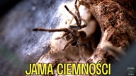 Historia pewnego samca...