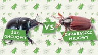 Czy żuk jest chrabąszczem? [Czym to się różni? #5]