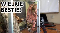 KOPULACJA Poecilotheria ornata! ALE SPRINTER