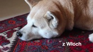 Gotowanie żaby po włosku la rana bollita