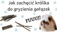 Jak zachęcić królika do gryzienia gałązek