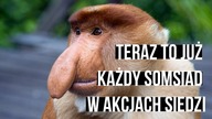 Wszyscy mają akcje.  Mam i ja? | Analiza akcji, walut, surowców, indeksów