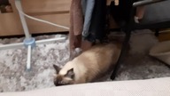 Luna freaks out, meows and walks away as if nothing happened for 17sec straight