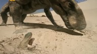 Zanim Przywędrowały Dinozaury cz. 3