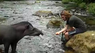 Karmienie tapira z ręki