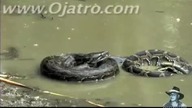 Pyton vs aligator