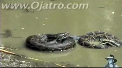 Pyton vs aligator