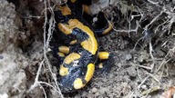Salamandra plamista