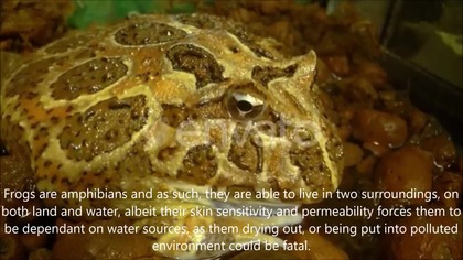 Frogs Spiritual Meaning