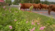 Zmiana kwatery - stado nr 1 #highlandcattle #farming #animals #cattle #farm #calf #baski #krowy