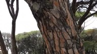 Park Narodowy Strofilias`