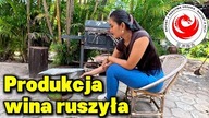 Domowa produkcja wina rozpoczęta.  Smoczy owoc czyli pitaja.