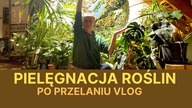 Pielęgnacja moich roślin domowych po przelaniu  Vlog