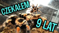 W KOŃCU  Kopulacja Brachypelma hamorii