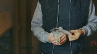 Podstawy hodowlane - Pierzenie gołębi pocztowych i prezentacja gołębi pocztowych w ręku.