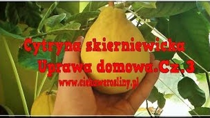 47 Cytryna skierniewicka- Część 3 05-10 2014 forum ciekawerosliny