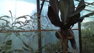 Time lapse 5 days, dni Ensete Ventricosum Maurelli , Albizia julibrissin