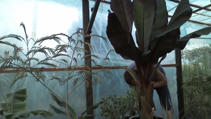 Time lapse 5 days, dni Ensete Ventricosum Maurelli , Albizia julibrissin
