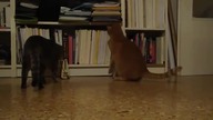 Kot vs Metronom 2