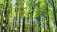 Bukowy Las - Zachwyt nad wiosenną buczyną! Pozdrowienia z Koszalina! #las #polskilas
