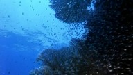 Wielka Encyklopedia Zwierząt - Narodziny oceanu
