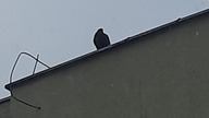 Corvus monedula & Columba livia 