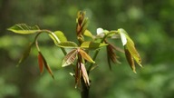 Zielone Rośnie - Green is Growing