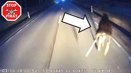 Po to właśnie jest CB radio - o włos od zderzenia z łosiem.  STOP PIRAT