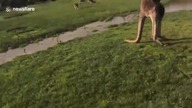 Uroki mieszkania w Australii
