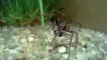 tegenaria domestica eating #1