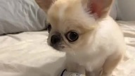 little angry dog