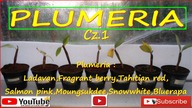 #318-Plumeria Ladavan,fragrant berry,tahitian red,salmon pink,Moungsukdee,Snowwhite,bluerapa