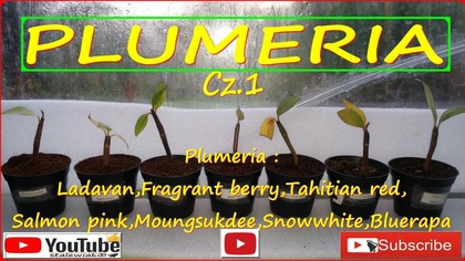 #318-Plumeria Ladavan,fragrant berry,tahitian red,salmon pink,Moungsukdee,Snowwhite,bluerapa