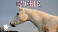 Czosnek w diecie koni