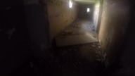 Just follow the Dog