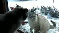 Kocia walka przez szybę