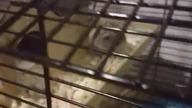 Meine hamster  #short #lustig
