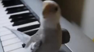 Papużka daje popisowy koncert