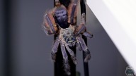 Pająk na wolności! Tapinauchenius violaceus oraz raz nowe terrarium dla grupówki 50x Ch.  olivaceum