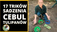 17 wskazówek JAK SADZIĆ CEBULE tulipanów żonkili czosnków ozdobnych w ogrodzie