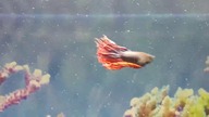 The Great Fighter has joined the Aquarium 120L escort team