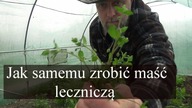 Kwietniowa maść z gwiazdnicy.